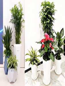 宁波鄞州花卉出租方案